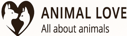 Animalsdailylove.com